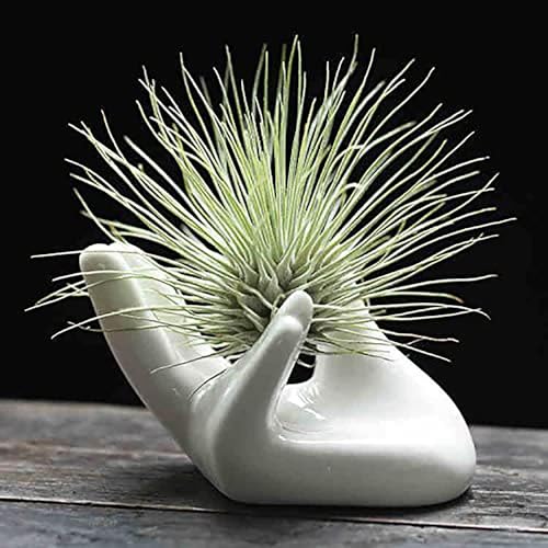 Zondam Air Plant Pot Keramik Tillandsia-Halter Hand von Dahey