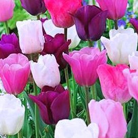 10 Purple Rain Mix Tulpenzwiebeln - Tulipa Triumph: Supergroße X-tra Value Bag! Vorgekühlte Lektüre für den Frühling von Dailyfire