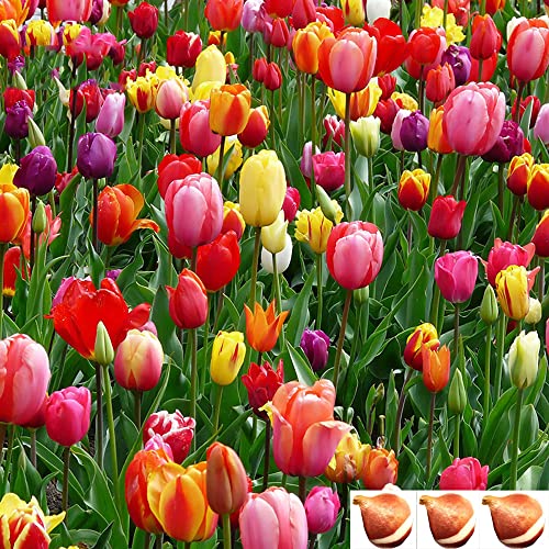 50 Stück Tulpenzwiebeln, gemischte Tulpensorten, Tulpen, Zwiebeln für Gärten, Frühlingsblüher, fertig zum Pflanzen, Blumenzwiebeln, Gartenlandschaft von Dailyfire