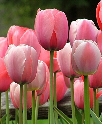 Pink Impression 10 Darwin Tulpenzwiebeln – Super Preiswert – Vorgekühlte Lektüre für den Frühling von Dailyfire