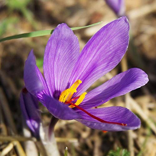 Safran Krokus Knollen/Zwiebeln ~ HERBST Bl¨¹te ~ RARE SPICE ~ Crocus sativus (10 Zwiebeln) von Dailyfire