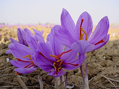 Safran-Pflanzenzwiebeln - Crocus Sativus-Zwiebeln - Das teuerste Gew¨¹rz der Welt (15 Zwiebeln) von Dailyfire