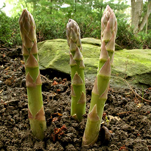 Safrankrokus - Seltenes Gew¨¹rz - Herbstbl¨¹hend - Crocus Sativus (10 Zwiebeln) von Dailyfire