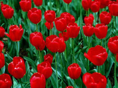 Tulpenzwiebeln, 20 Stück, RED Impression, rein leuchtende rote mehrjährige Tulpenzwiebeln, rote Blüten von Dailyfire