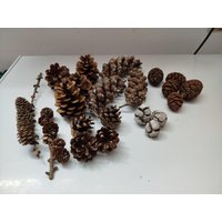 Tannenzapfen Mix, Rustikale Deko Für Bastelarbeiten, Herbstdeko, Weihnachten, Tannenzapfendeko, Naturzapfen, Kränze von Damkoer