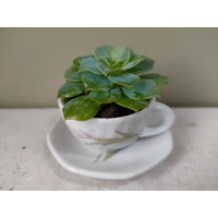 Hübscher Kleiner Übertopf Aus Keramik Für Den Innen - Oder Außenbereich. Hergestellt Miniatur-Blumenteetasse Und Untertasse. Perfekter Kaktus von DandelionClockStudio