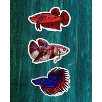 Betta Magnet Set | 3 von DangCuteFish