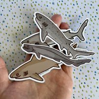 Magnet Set - Big Sharks #5. Schriller Hai, Sandbar Sieben Kiemen Weißer Spitzen Hai. Elasmobranch Magnet, Hai Magnete, Geschenk von DangCuteFish