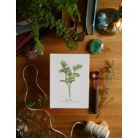 Petersilie // 15x20x20, Kunstdruck, Küchenkunst, Küche Illustration, Kräuter, Geschenk Für Köchin, Gartenliebhaber von DanielleMArtistry
