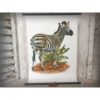Lehrkarte "Zebra" ~ 50 X 70 cm Schulkarte Wandkarte Rollkarte Lehrtafel Wanddeko Afrika Natur Zoologie Hy5646 von DanysVintageShop
