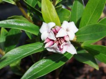 Seidelbast 'PERFUME PRINCESS' ®, 20-30 cm, Daphne 'PERFUME PRINCESS' ®, Containerware von Daphne 'PERFUME PRINCESS' ®