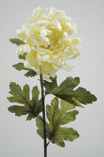 Dapo 2 x Seiden-Chrysantheme Creme 85 cm, Kunstblumen Dekoration, Dekoblume Pflanze von Dapo