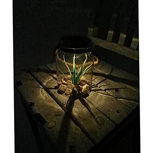 LED-Solar-Garten-Windlicht-Tisch-Leuchte WIKA, Glas klar, Metall, H: 16cm, D: 11cm, IP44, Boden-Balkon-Dekdorations-Stimmungs-Party-Lampe (1er) von Dapo