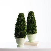20-Zoll-Buchsbaumkegel-Topiary in Hellgrün Getönter Betonurne - Einzeln Oder Als Paar von DarbyCreekTrading
