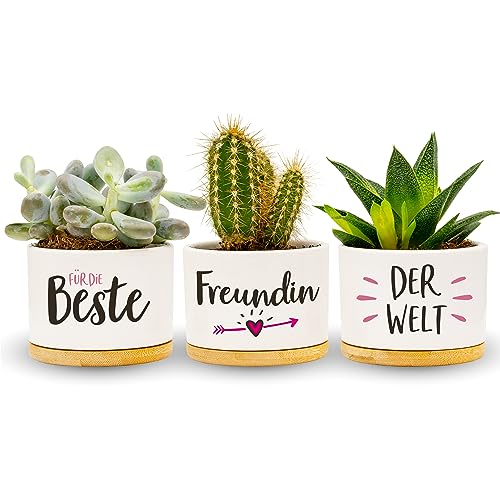 Darlena Beste Freundin der Welt | Beste Freundin Geschenk, Geburtstagsgeschenk | Kräutergarten Töpfe zum Bepflanzen | BFF Geschenke für Freundin zum Geburtstag oder Weihnachten Darlena Beste Freundin der Welt | Beste Freundin Geschenk, Geburtstagsgeschenk | Kräutergarten Töpfe zum Bepflanzen | BFF Geschenke für Freundin zum Geburtstag oder Weihnachten von Darlena