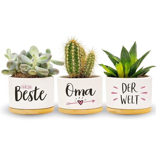 Darlena Beste Oma der Welt | Oma Geschenk, Geburtstagsgeschenk | Kräutergarten Geschenke für Oma zum Geburtstag, Muttertag oder Weihnachten | Blumentöpfe zum Bepflanzen Darlena Beste Oma der Welt | Oma Geschenk, Geburtstagsgeschenk | Kräutergarten Geschenke für Oma zum Geburtstag, Muttertag oder Weihnachten | Blumentöpfe zum Bepflanzen von Darlena