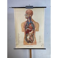 Innere Organe 1950Er Jahre Lehrtafel Schulwandkarte Rollbild Anatomie Dr. Neues & Co Vintage Orig von DasEmporium