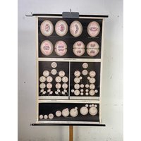 Mensch Mitose, Oogenese, Samenkapseln Pull Down Diagramm Lehrtafel Biologie Wandbild Vintage von DasEmporium