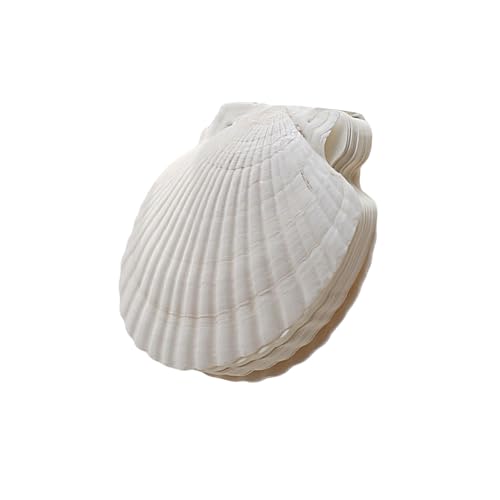 Dasbsug Nachfüllbares Notizbuch, natürliche Muschelform, Ordner, Planer, Tagebuch, Notizblöcke für kreative Geister und Naturstile, Schreiben, nachfüllbares Muschel-Tagebuch Dasbsug Nachfüllbares Notizbuch, natürliche Muschelform, Ordner, Planer, Tagebuch, Notizblöcke für kreative Geister und Naturstile, Schreiben, nachfüllbares Muschel-Tagebuch von Dasbsug