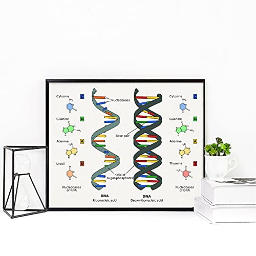Dass Human-DNA und RNA-Leinwand-Druck-Science-Poster-Biologie-Wandkunst-Bild-genetische Code-Chemie-Malerei, für Büro-Schlafsäle Wanddekor Kein Rahmen (Size : (15.7x19.7inch) 40x50cm unframed) von Dass