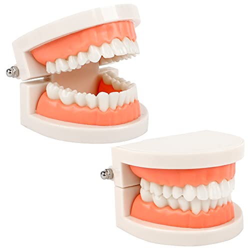 2Pcs Zahnmodell Kinder Gebiss Modell Zahnpflege Modell Demonstration Tool Zähne Modell Standard für Lehre, Zahnarzt 2Pcs Zahnmodell Kinder Gebiss Modell Zahnpflege Modell Demonstration Tool Zähne Modell Standard für Lehre, Zahnarzt von Dasyusuo