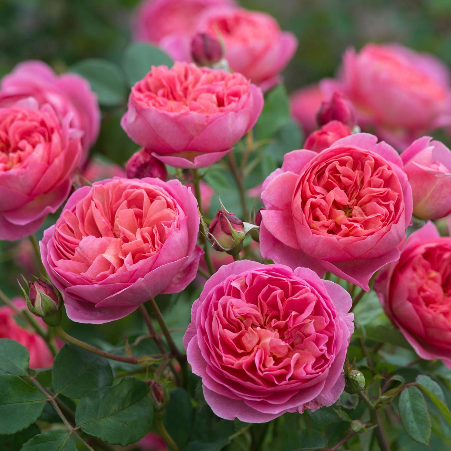 David Austin-Rose 'Boscobel' 6 Liter Container Liefergröße: min. 3 starke Triebe David Austin-Rose 'Boscobel' 6 Liter Container Liefergröße: min. 3 starke Triebe von David Austin Roses