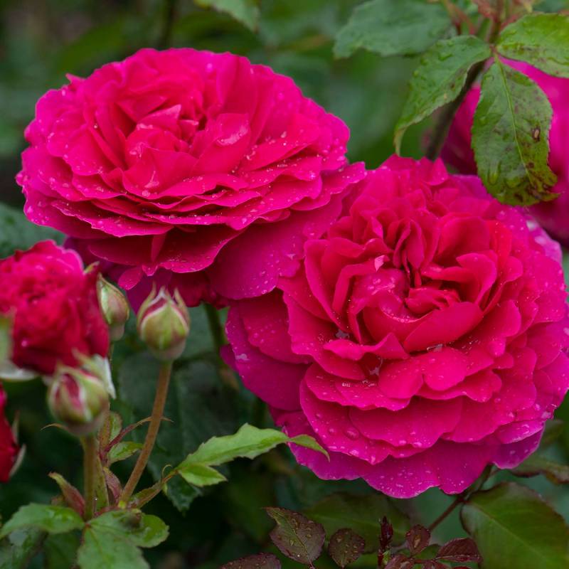 David Austin-Rose &#039;Gabriel Oak®&#039;, 5 Liter, 3 starke Triebe, A-Qualität Liefergröße: 3 starke Triebe, A-Qualität von David Austin Roses