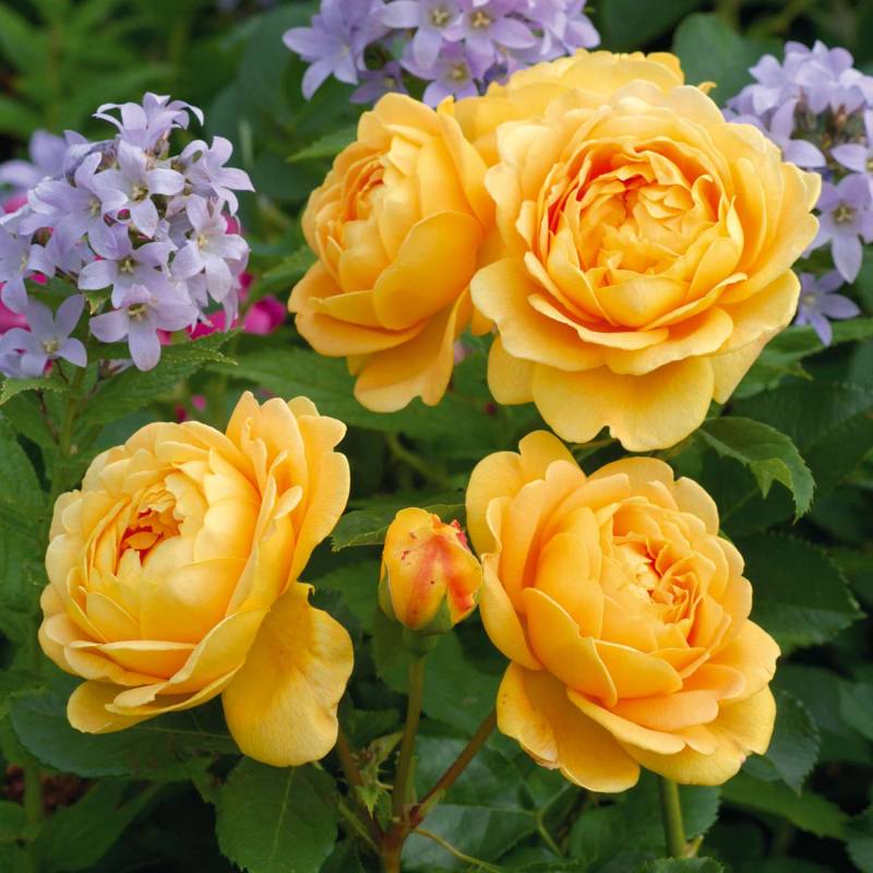 David Austin-Rose &#039;Golden Celebration®&#039; - AGM-Rose, 5 Liter, 3 starke Triebe, A-Qualität Lieferform: Im 5 Liter Topf von David Austin Roses