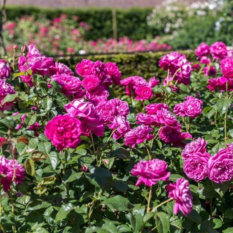 David Austin-Rose &#039;James L. Austin®&#039;, 5 Liter, 3 starke Triebe, A-Qualität Liefergröße: 3 starke Triebe, A-Qualität von David Austin Roses