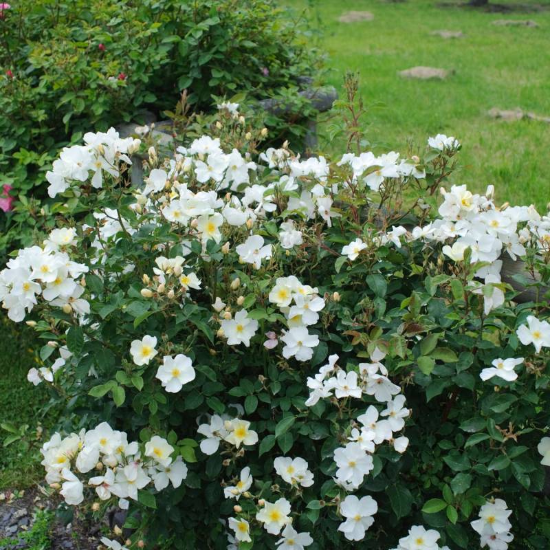 David Austin-Rose &#039;Kew Gardens®&#039;,5 Liter, 3 starke Triebe, A-Qualität Liefergröße: min. 3 starke Triebe von David Austin Roses