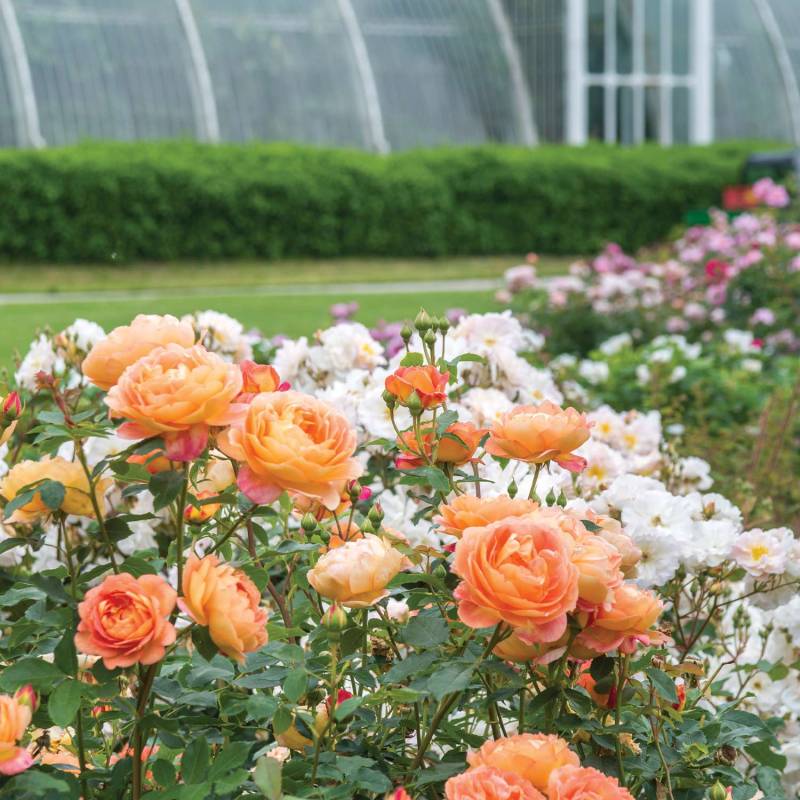David Austin-Rose &#039;Lady of Shalott®&#039; - AGM-Rose, 5 Liter, 3 starke Triebe, A-Qualität Liefergröße: 3 starke Triebe, A-Qualität von David Austin Roses