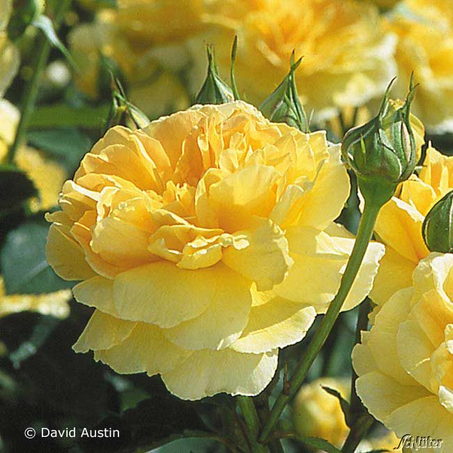 David Austin-Rose &#039;Molineux®&#039; - AGM-Rose Wz Liefergröße: A - Qualität von David Austin Roses