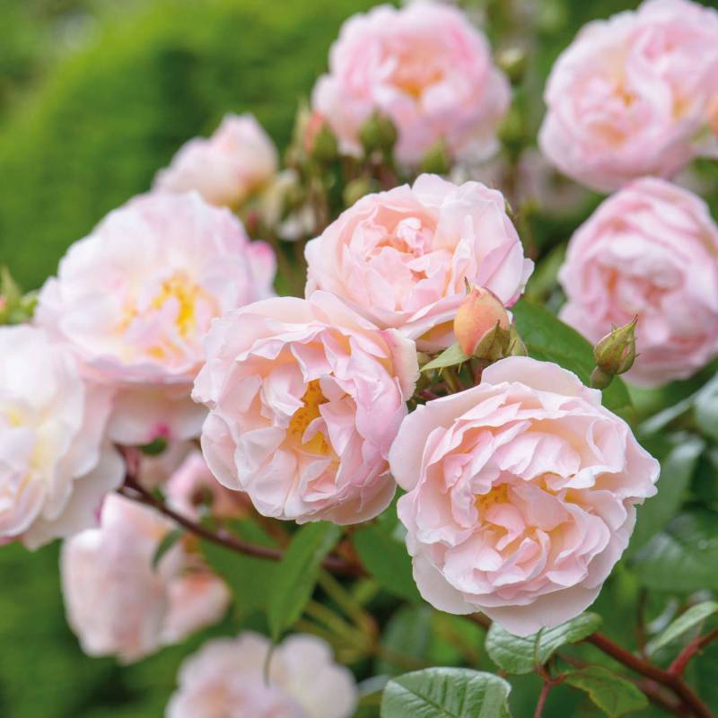 David Austin-Rose Öfterblühende Ramblerrose &#039;The Lady of the Lake®&#039;, 5 Liter, A-Qualität, 3 starke Triebe Liefergröße: drei starke Triebe von David Austin Roses