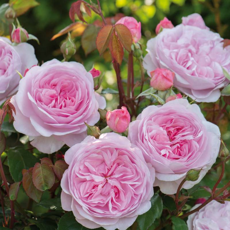 David Austin Rose &#039;Olivia Rose Austin®&#039;, 5 Liter, A-Qualität, 3 starke Triebe Liefergröße: drei starke Triebe von David Austin Roses
