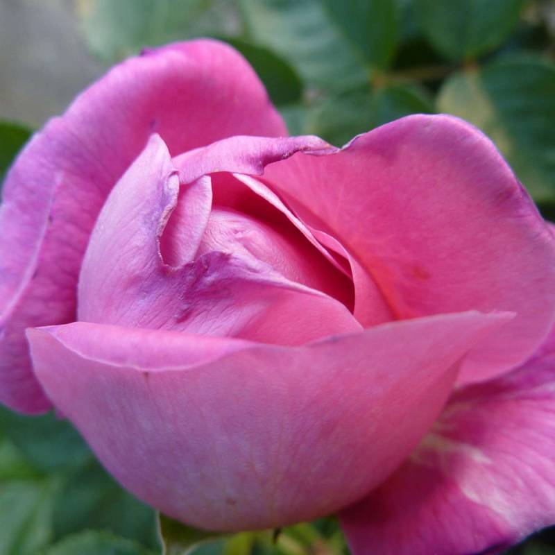 David Austin Rose &#039;Princess Anne®&#039; - AGM-Rose, 5 Liter, A-Qualität, 3 starke Triebe Liefergröße: drei starke Triebe von David Austin Roses