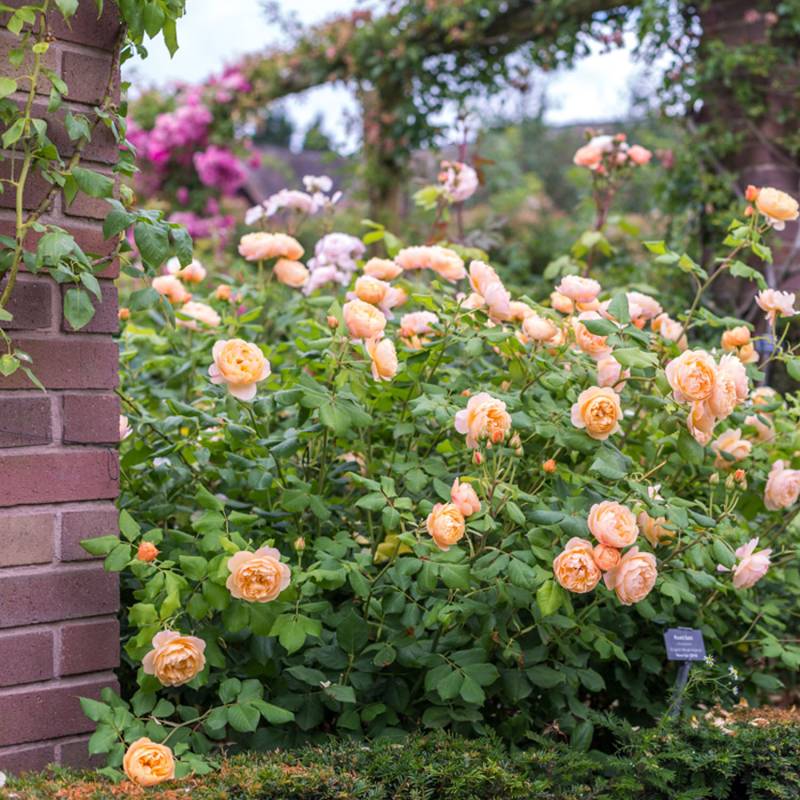 David Austin-Rose &#039;Roald Dahl®&#039;, 5 Liter, A-Qualität, 3 starke Triebe Liefergröße: drei starke Triebe von David Austin Roses