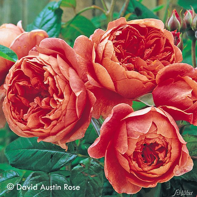 David Austin-Rose &#039;Summer Song®&#039; C6 Lieferform: Im 6 Liter Topf von David Austin Roses