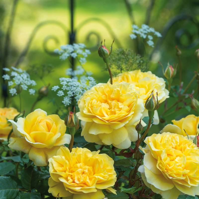 David Austin Rose &#039;The Poet&#039;s Wife ®&#039;, 5 Liter, A-Qualität, 3 starke Triebe Liefergröße: drei starke Triebe von David Austin Roses