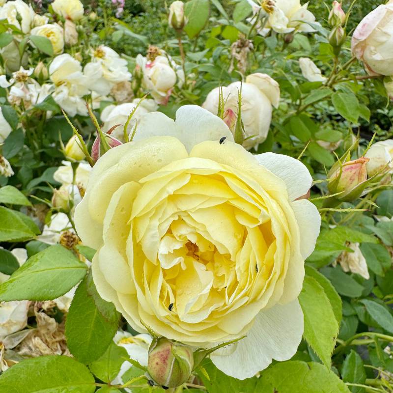 David Austin-Rose &#039;Vanessa Bell®&#039;, 5 Liter, A-Qualität, 3 starke Triebe Liefergröße: drei starke Triebe von David Austin Roses