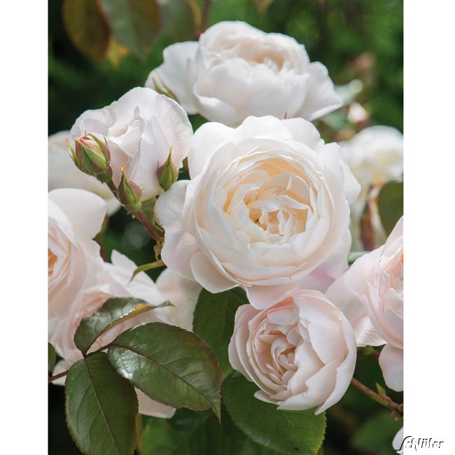 David-Austin-Strauchrose &#039;Desdemona&#039;, 5 Liter, 3 starke Triebe, A-Qualität Liefergröße: 3 starke Triebe, A-Qualität von David Austin Roses