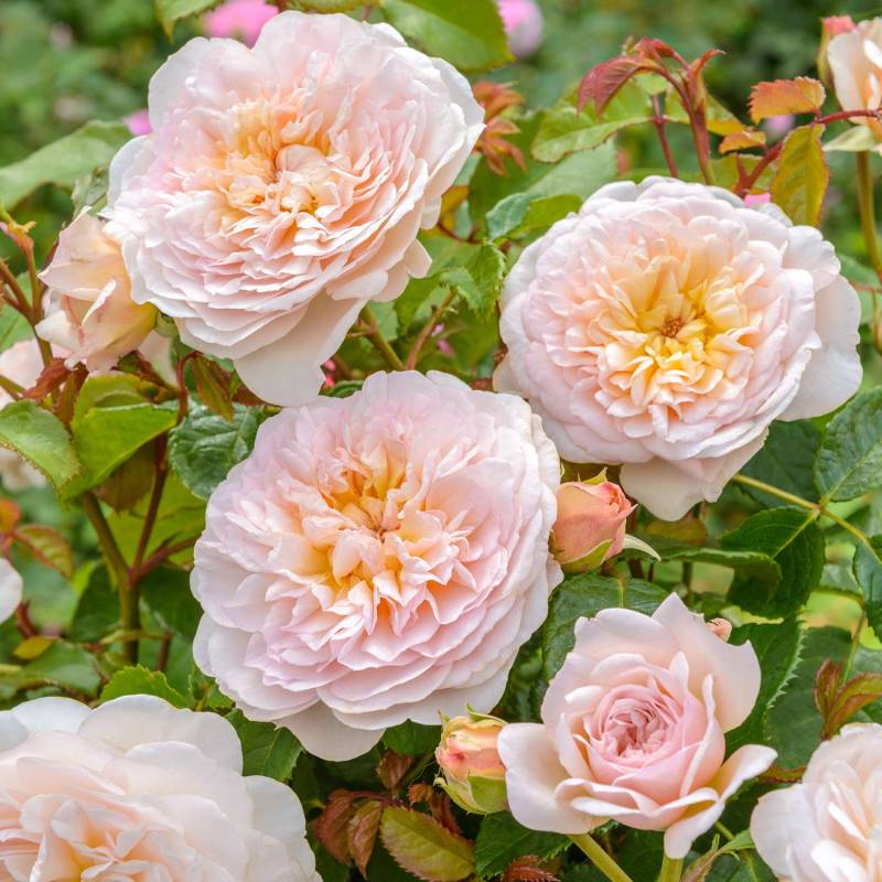 David-Austin-Strauchrose &#039;Emily Bronte®&#039;, 5 Liter, 2 - 3 starke Triebe, A-Qualität Liefergröße: 2 -3 starke Triebe, A-Qualität von David Austin Roses