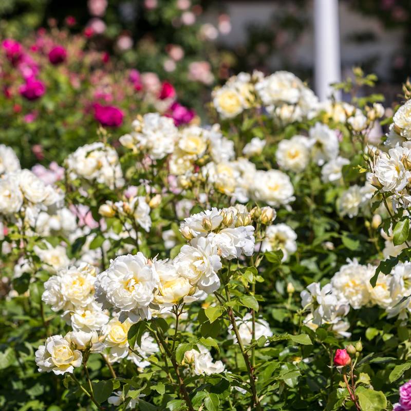 Englische Rose &#039;Imogen&#039; 5 Liter Topf Lieferform: Im 5 Liter Topf von David Austin Roses