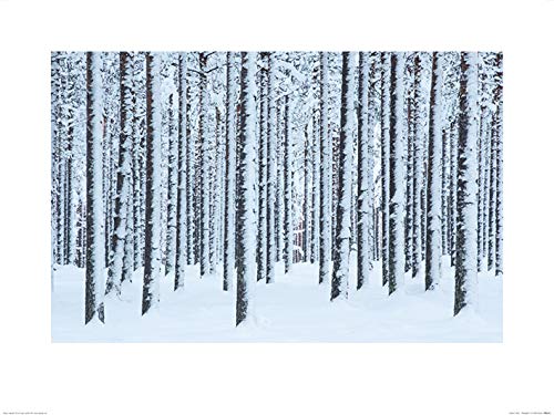 David Clapp "Frosted Trees, Finland 60 x 80cm Kunstdruck von Art Group