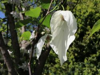 Taschentuchbaum / Frühblühender Taubenbaum 'Sonoma', 30-40 cm, Davidia involucrata 'Sonoma', Containerware von Davidia involucrata 'Sonoma'