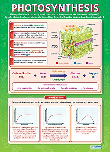 Daydream Education „Photosynthese“, Wissenschaftsposter, Glanzpapier, 850 x 594 mm (A1), Wissenschaftslehrtafel für das Klassenzimmer, Lernposter (evtl. nicht in deutscher Sprache) von Daydream Education