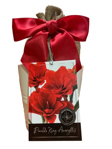 Amaryllis Anzuchtset, enthält einen attraktiven weißen Keramiktopf, eine Doppelkönigszwiebel und ein professionelles Wachstumsmedium. ! von Daylily Nursery