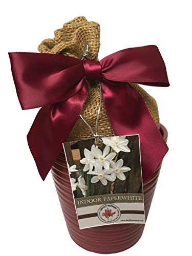 Paperwhite Weihnachtsgeschenk-Set aus Keramik, Rot Inkl. roter Keramiktopf, 3 große Papierweiß-Glühbirnen und professionellem Anzuchtmittel. von Daylily Nursery