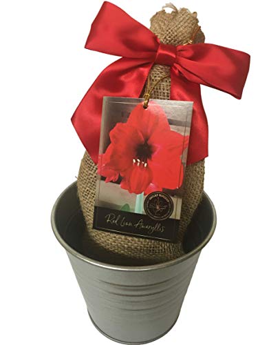 Rustikal Dose Red Lion Amaryllis Urlaub Geschenk Growing Kit, Deluxe Edition. Inklusive einem rustikalen Silber Topf, 1 großen Glühbirne, eine Jute Geschenk Tasche und professionellen Wachsende Medium von Daylily Nursery