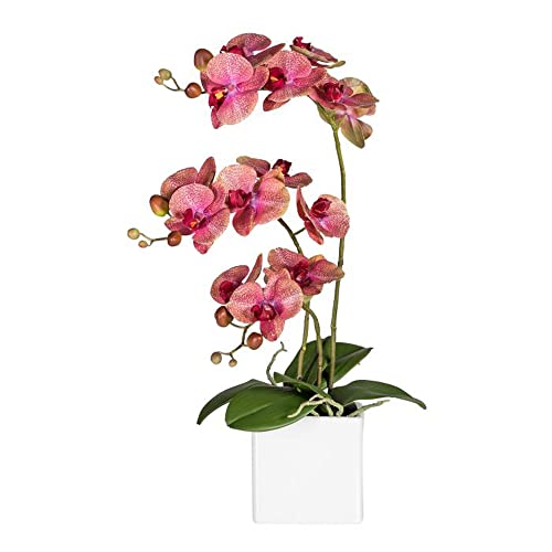 DbKW Große Orchidee im Keramiktopf Kunstblumen Dekoration, 55 cm! (50041) von DbKW