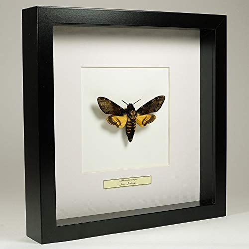 De Museumwinkel.com Acherontia atropos – Totenkopfschwärmer - Echter präparierter Schmetterling montiert unter Glas in handgefertigten schwarzen Holzrahmen von De Museumwinkel.com